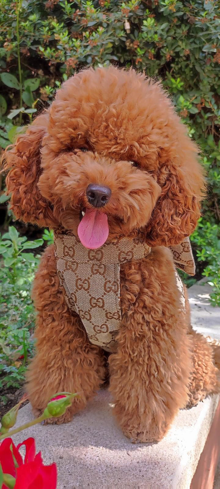 POMY BOW HARNESS
