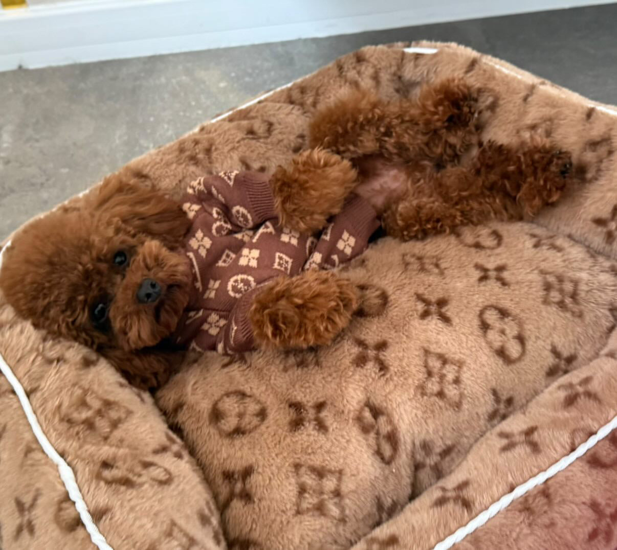 LORINA PAWTTON SOFT DOG BED