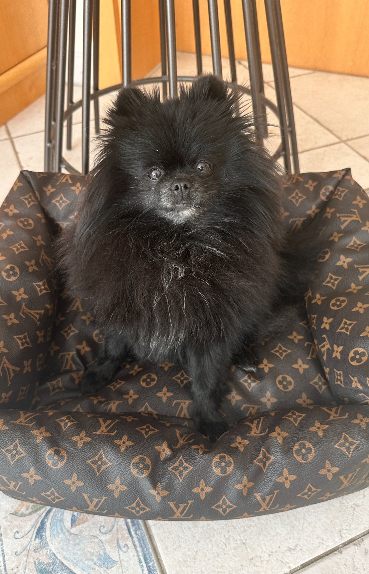 LOUIS PAWTTON ESSENTIALS DOG BED