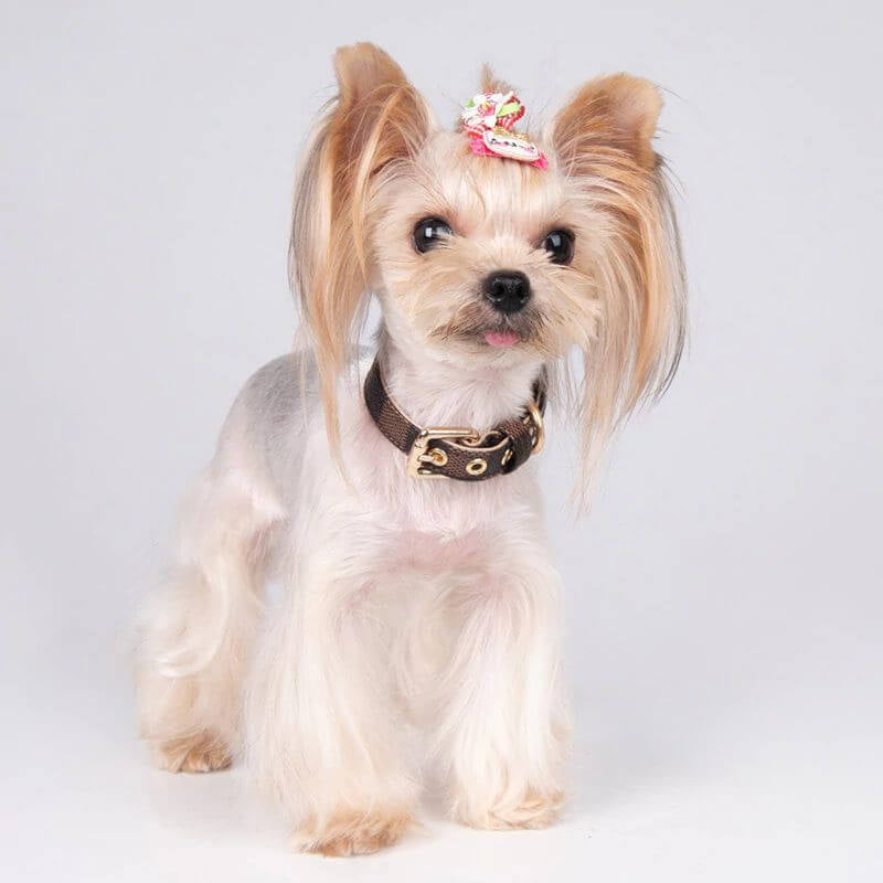 OLIVIA COLLAR & LEASH SET