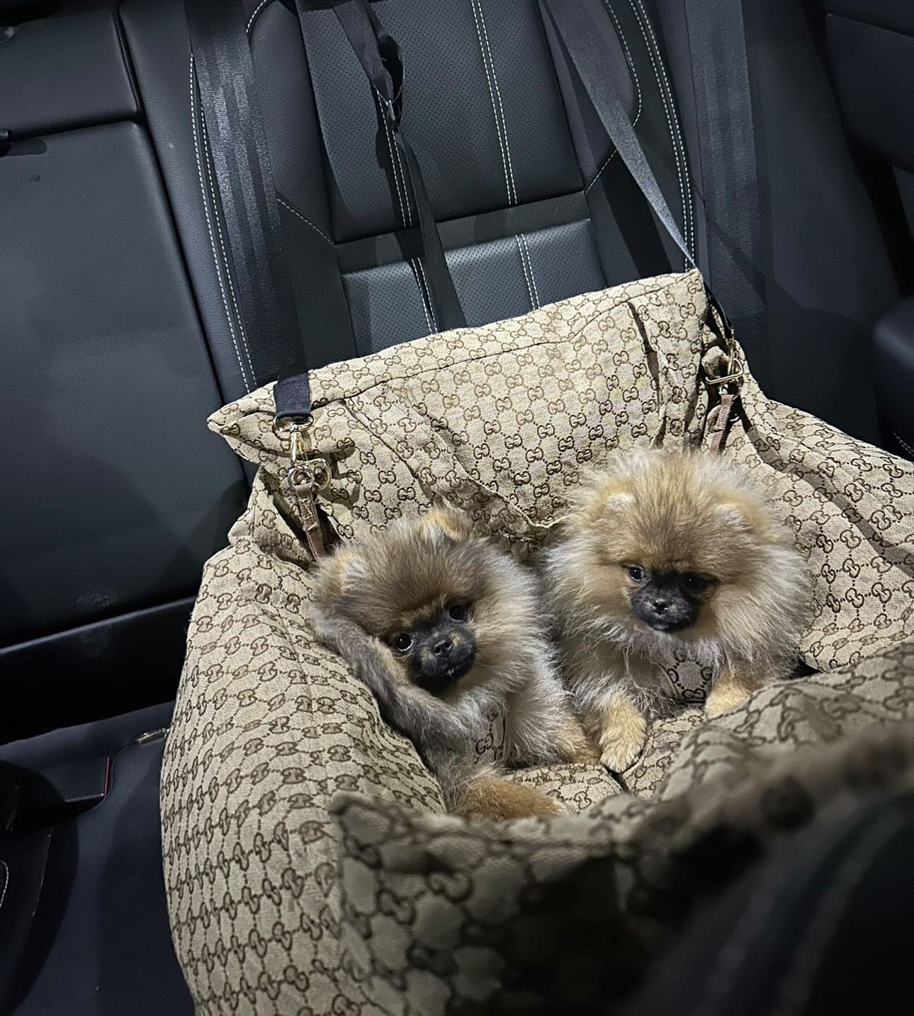 ZUCCINI DOG CAR SEAT FOR DOGS