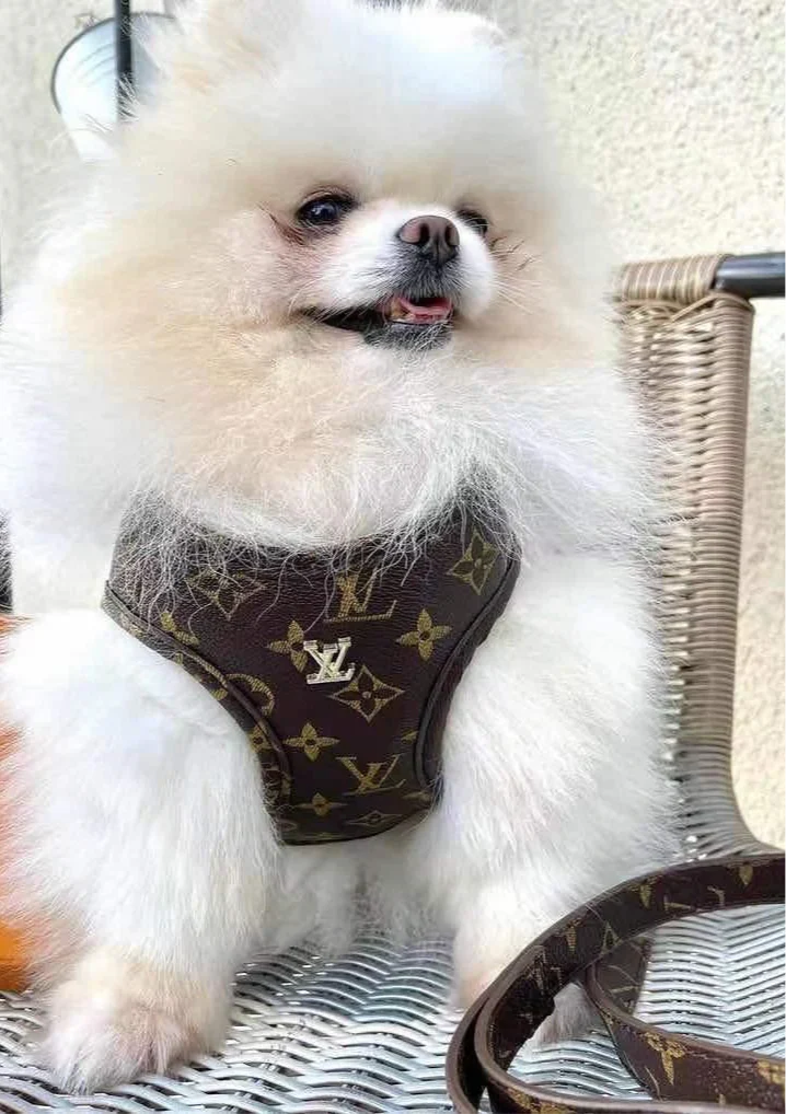 Valentine Harness & Leash set