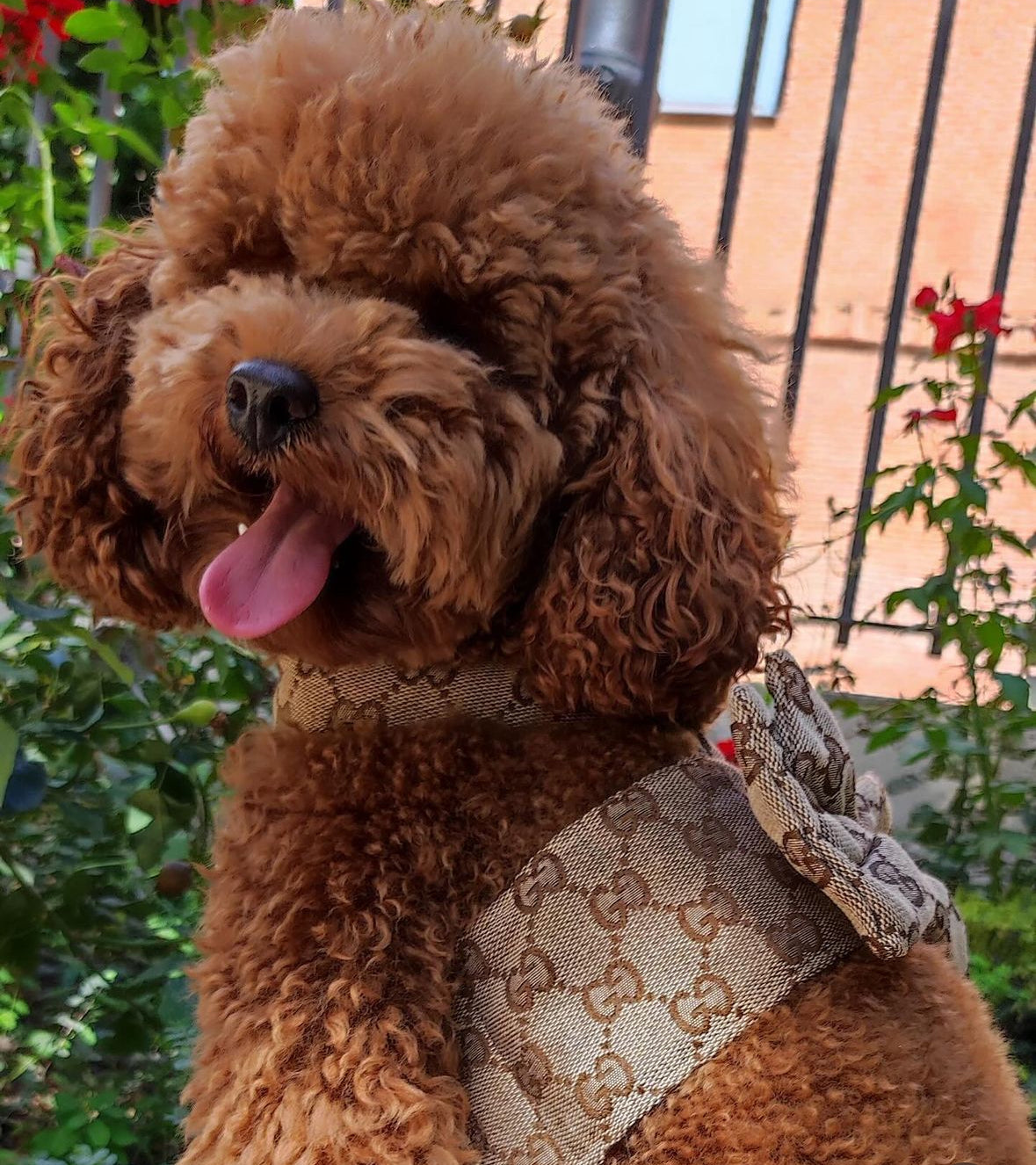 POMY BOW HARNESS