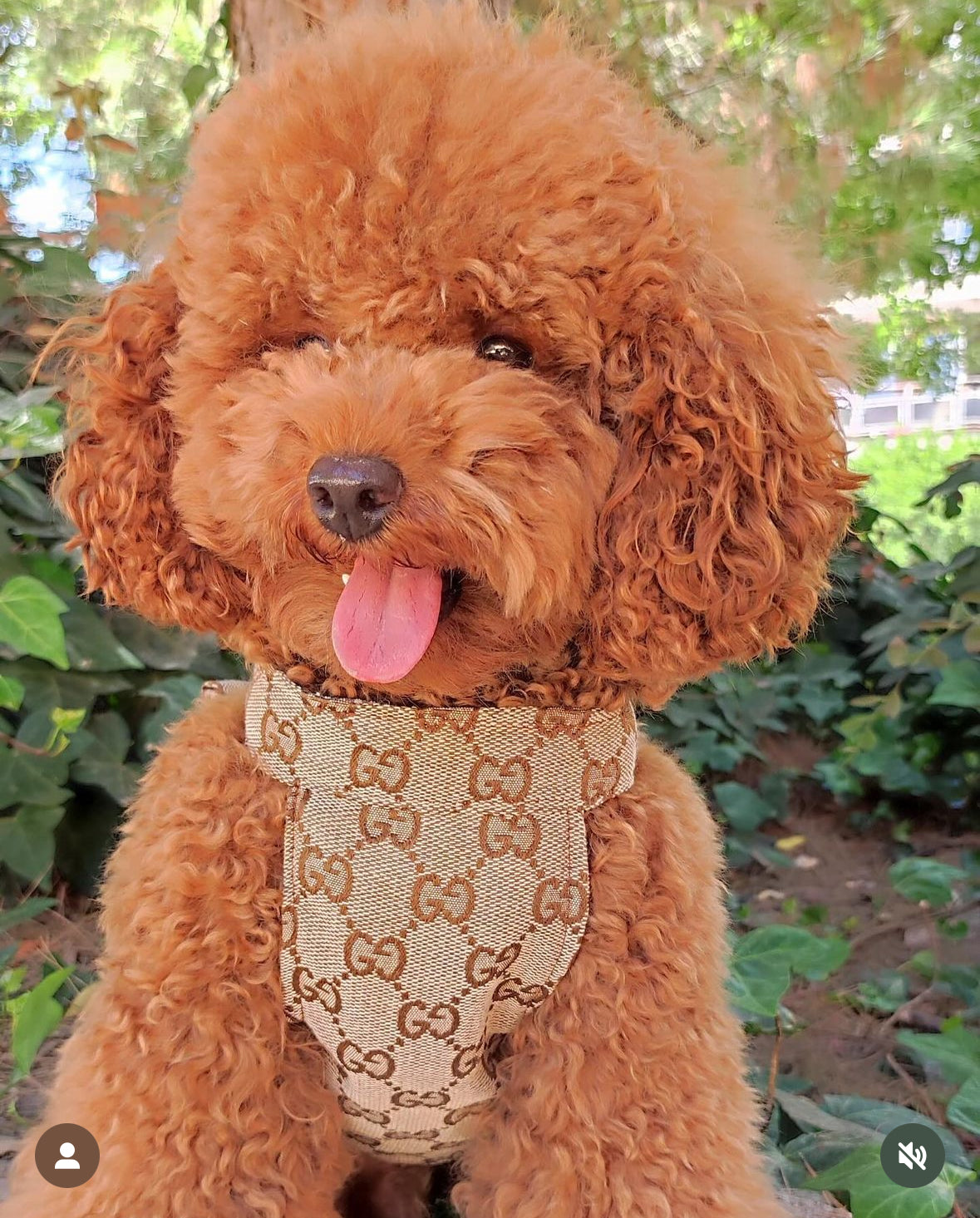 POMY BOW HARNESS