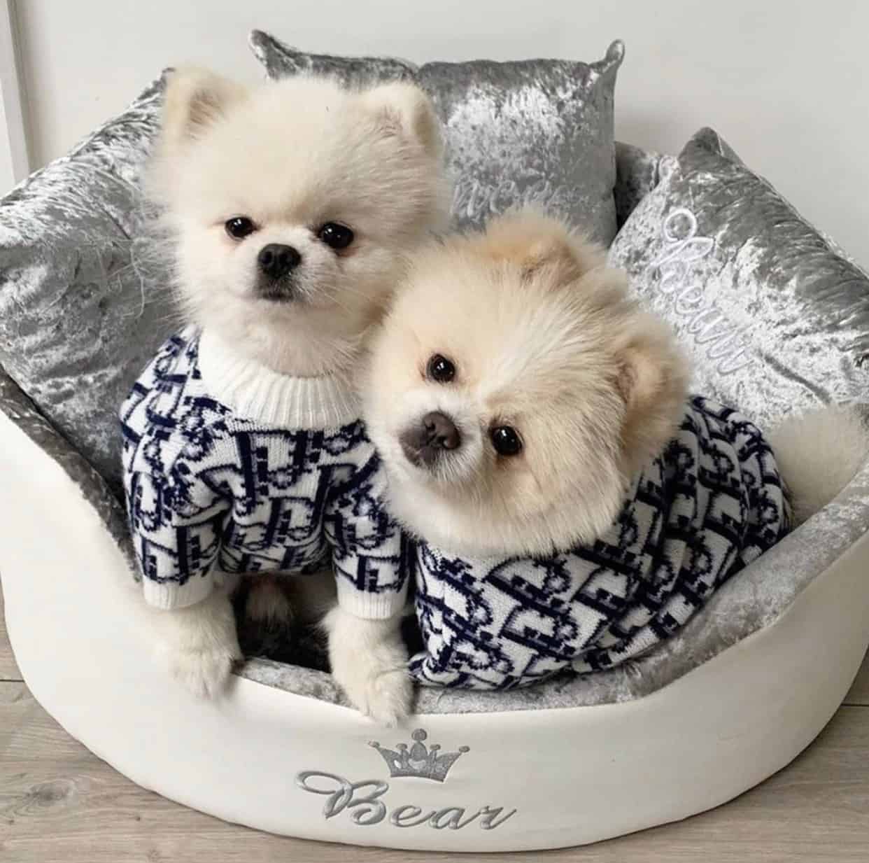 Dogior Pullover