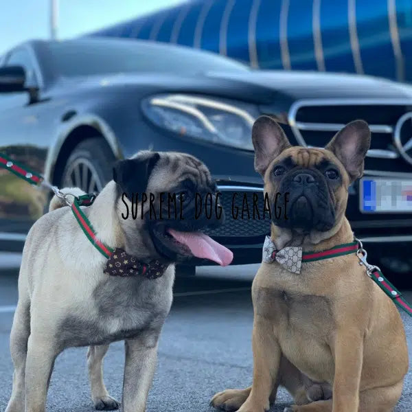 PAWCCI FLIEGEN-HALSBAND-LEINE-SET
