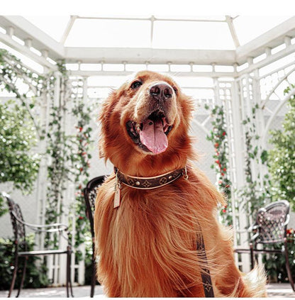 AMELIA Hundehalsband &amp; Leine