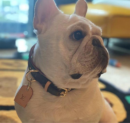 AMELIA Hundehalsband &amp; Leine