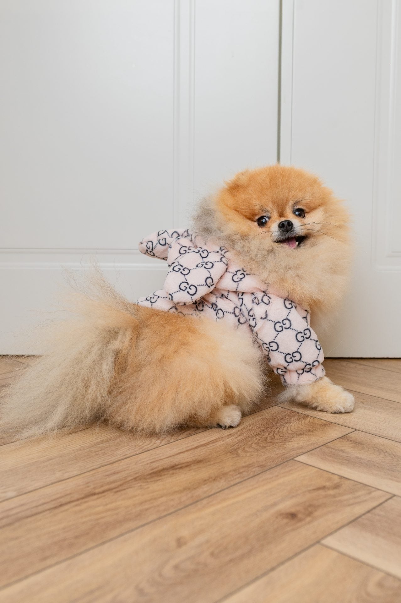 PUCCINO JACKE OHREN