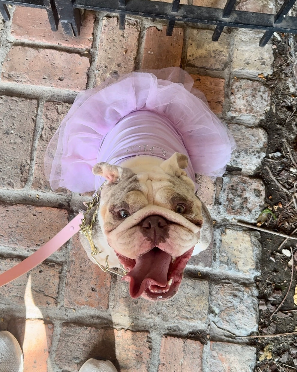 Pawdior Crystal Tutu-Kleid