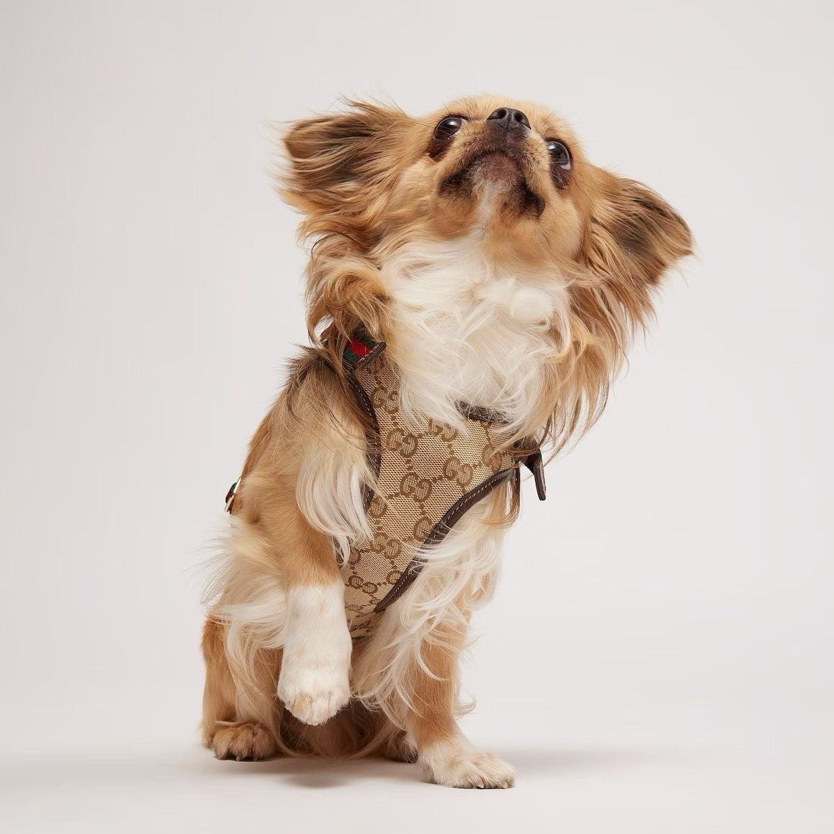 LUXURY LEATHER POOCHI HARNESS & LEASH