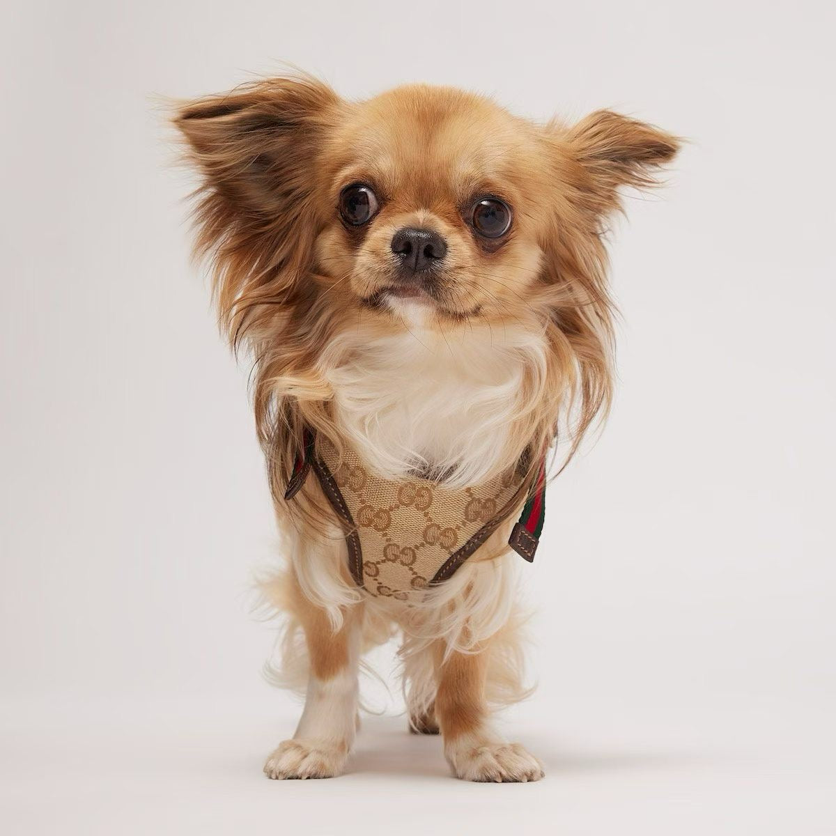 LUXURY LEATHER POOCHI HARNESS & LEASH