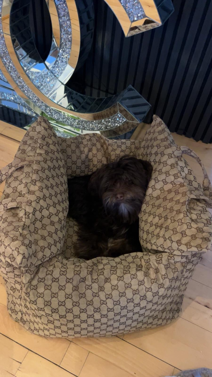 ZUCCINI DOG CAR SEAT FOR  DOGS