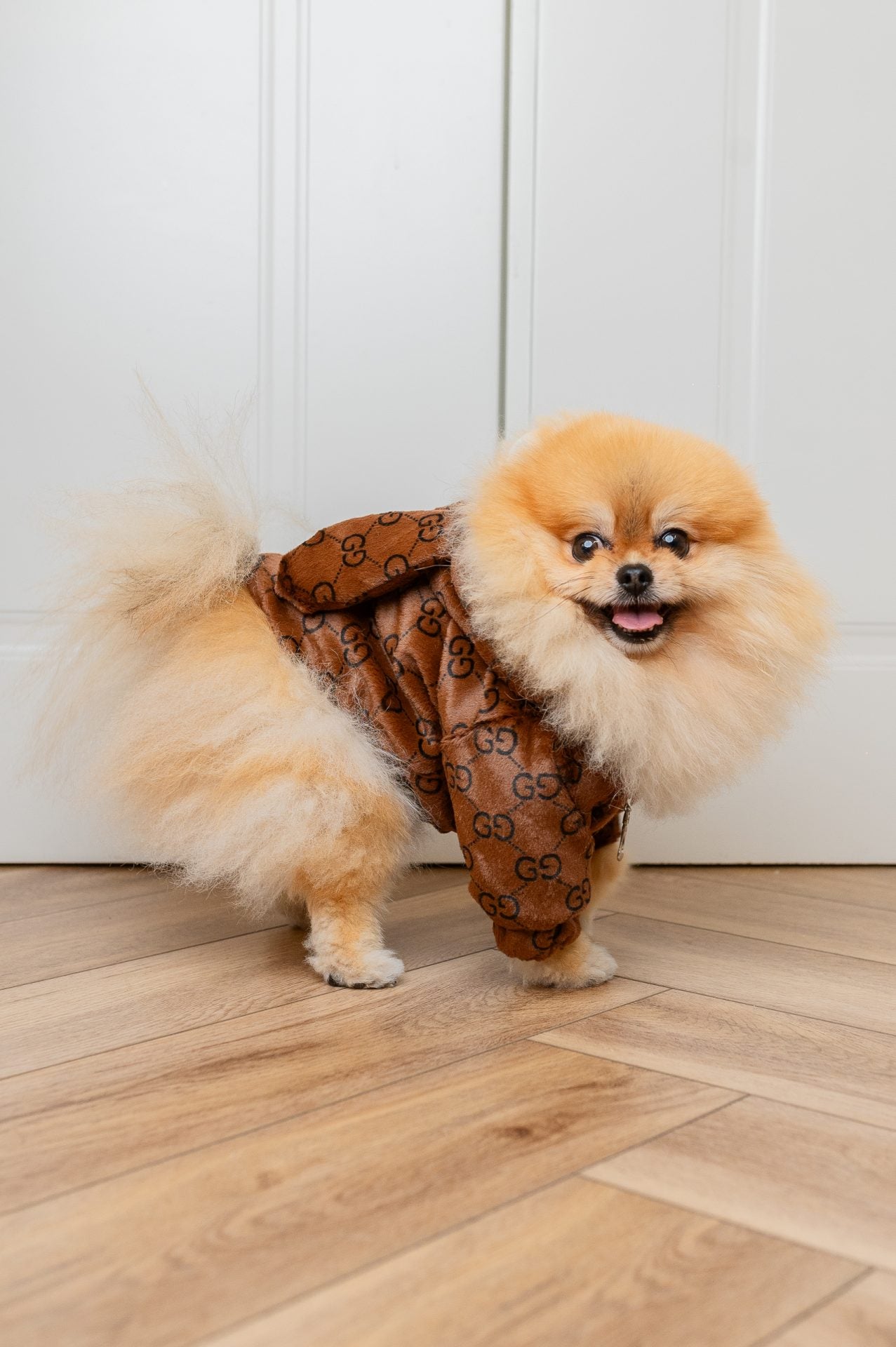 PUCCINO JACKE OHREN
