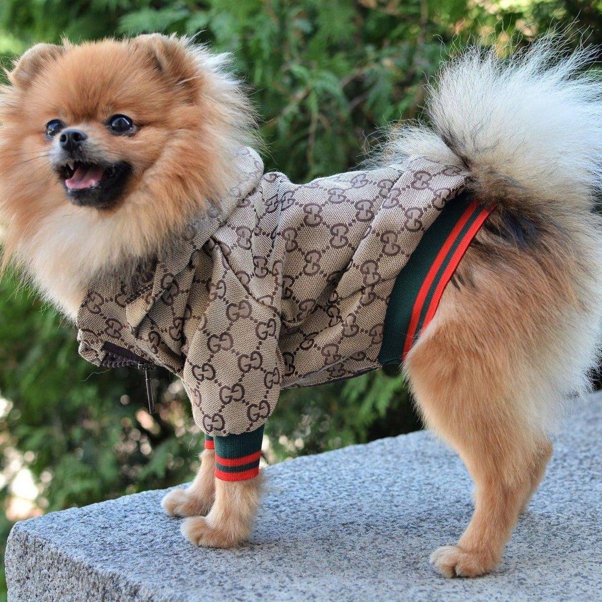 Zoi Hundejacke
